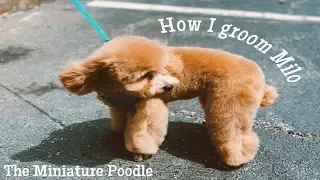 How I Groom a Mini Poodle in a Teddy Bear Clip ✂️