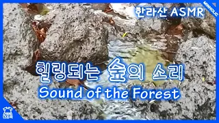 [MINHOLIC ASMR] 힐링되는 숲의 소리 Sound of Forest 한라산 물소리 새소리