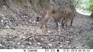 PUMA HATO LA AURORA