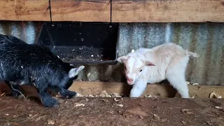 Baby goats just born.