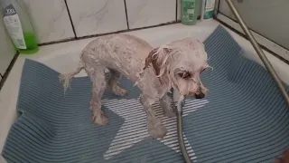 Как помыть мальтипу 🐶🛀💦