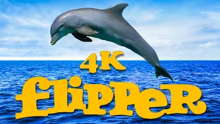 Flipper [Remastered Intro in 4K] / Флиппер [ENG]