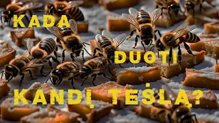 KADA BITĖMS DUOTI KANDI TEŠLOS?