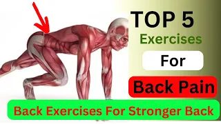 5 Exercises for a Strong Lower Back (NO MORE PAIN!) I  Exercises to Strengthen Your Back