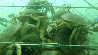 Crabbing in the bay on the Oregon Coast! Nature's Roombas, Dungeness crab, and a lot of them!