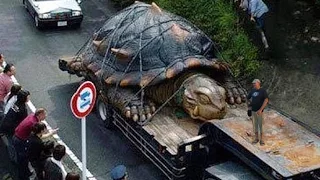 World's Biggest TORTOISE - real or fake?