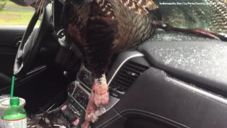 30-pound Turkey Smashes Into Driver's Windshield