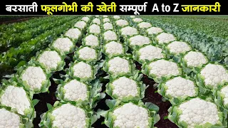फूल गोभी की खेती | Gobhi ki kheti kaise karen | Cauliflower farming in India | Phool gobhi ki kheti