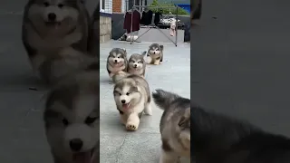 Cute Puppies 🥰♥️ super funny Alaskan malamute dogs ♥️