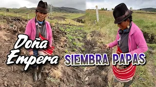 Doña Empera SEMBRANDO PAPAS en su terreno