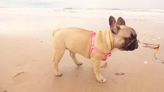 French Bulldog Puppy's first trip to the beach