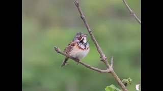 поет Ошейниковая овсянка Emberiza fucata (Pallas, 1776)