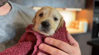 Golden Retriever Puppy Leo Bathing For The First Time