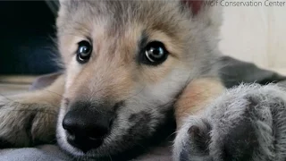 Wolf Pup Hiccups!