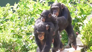 Chimpanzee twin sisters Karan and Koe, and their cute little sister Yotsuba. 【Video of 2022】