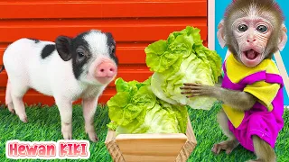 Monkey Hewan go to harvest vegetables with cutest Piglet | Monkey Cute Video | Hewan KIKI Channel