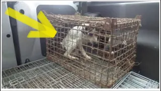 Собака Гусеничка провела всю свою жизнь в клетке и теперь не знает, как отблагодарить спасителей