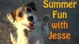 Summer Fun with Jesse the Jack Russell