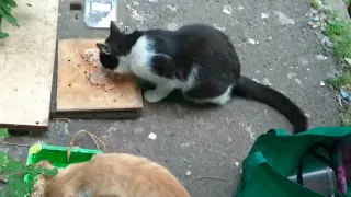 Котики Кормлю уличных котиков
