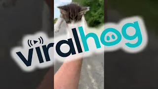 Guy Saving a Kitten Gets Ambushed by a Group of Them || ViralHog