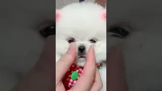 Tik Tok Chó Phốc Sóc Mini 😍 Funny and Cute Pomeranian #326