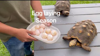 Egg Laying Season