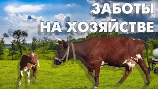 Красавица тёлка // Птичий двор // Переселение семьи