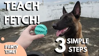 How To Teach Fetch In 3 Simple Steps!