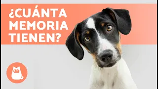 ¿Los PERROS tienen MEMORIA? 🐶💭 ¿Cuánto pueden RECORDAR? ¡Descúbrelo!