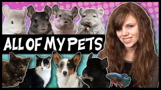 ALL OF MY PETS 2021 | 9+ Exotics, Cats, Dogs, and More! | Meet My Pets Chin Villain