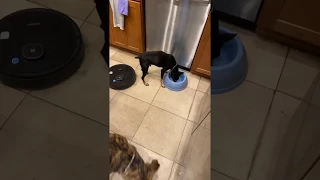 Roomba Attacks Dog Eating Food!