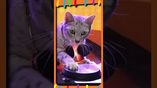 The Kiffness XYLOPHONE Cat is a ROCK'n ROLL Cat