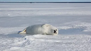 This is a baby seal. Today I'm going to do a lot of rummaging and posing.