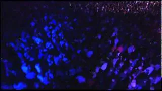 Tiësto feat. Julie Thompson - Somewhere Inside Elements Of Life World Tour Copenhagen Live