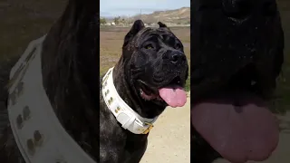 Presa Canario Puppy TURNS into War Dog