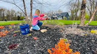 Pruning Hydrangeas in the Garden: A Walkthrough the Gully. A Look at What’s Emerging & Blooming!