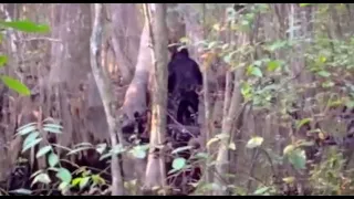 MASSIVE MISSISSIPPI SKUNK APE ON VIDEO!! - Terrified Game Hunter Films Giant Sized Bigfoot!!