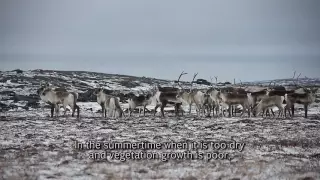 08 Skinning the Caribou - Hunting Caribou in the Fall