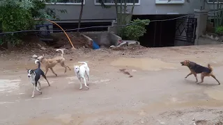 Street dogs fight