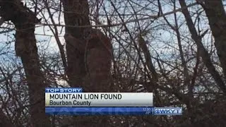 Officials reportedly euthanize mountain lion found in Bourbon Co.