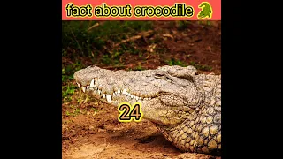 dangerous fact about crocodile !!🐊🐊मगरमच्छ के बारे में तथ्य!!😱🔥#shorts #shortsfeed #ytshorts #facts