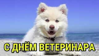 ПОЗДРАВЛЕНИЕ С ДНЁМ ВЕТЕРИНАРА !!