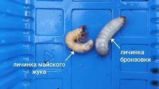Как отличить личинку майского жука от личинки бронзовки?