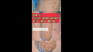 How to culture Moina/Daphnia with simple method for beginners| #shorts #short