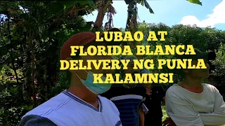 LUBAO AT FLORIDA BLANCA PAMPANGA PANGALAWANG DELIVER NG PUNLANG KALAMANSI