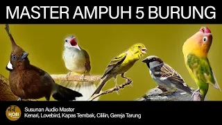 Master Burung full Tembakan (Kenari, Lovebird, Kapas Tembak, Cililin, Gereja Tarung) AAHOBI MANIA