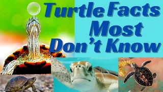 Facts Must know about your Tortoise & Turtle Pet