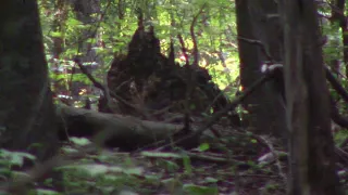 3 Bigfoot Looking and really Clear  7-14-18