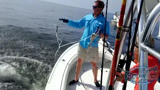 Inhaler Goliath Grouper Eating Giant Baits Whole