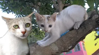 Cat teaches her kitten how to defend the fight and  climb on the Tree technique.